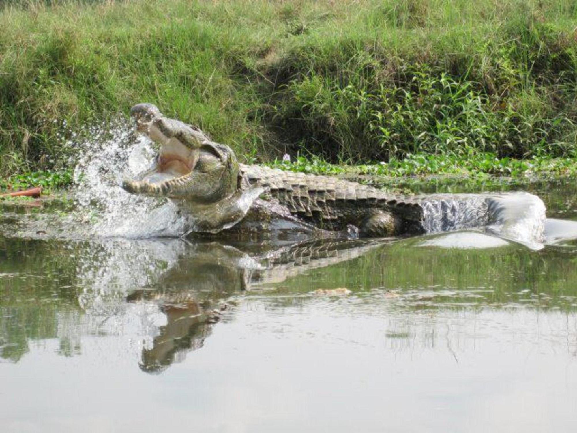 Hotel Rainforest Sauraha Dış mekan fotoğraf