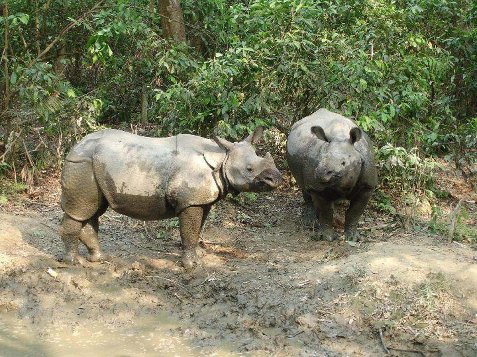 Hotel Rainforest Sauraha Dış mekan fotoğraf